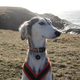 Image for article titled "Ancient" dog breeds? Not so ancient, it turns out.
